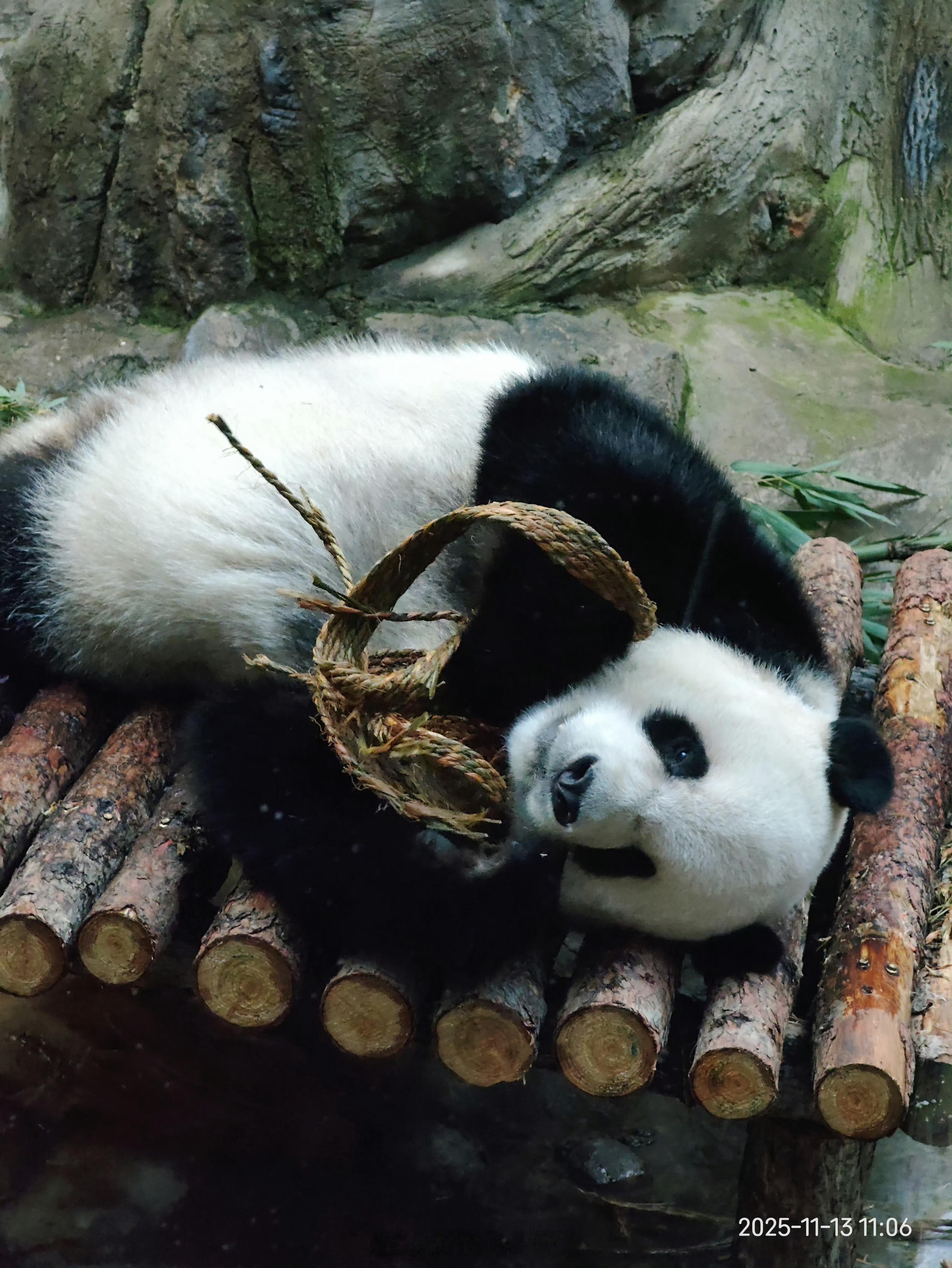萌萌哒小笨猪看动物 北京动物园回电：关于大熊猫新馆里那地图就是当作地图的效果展示