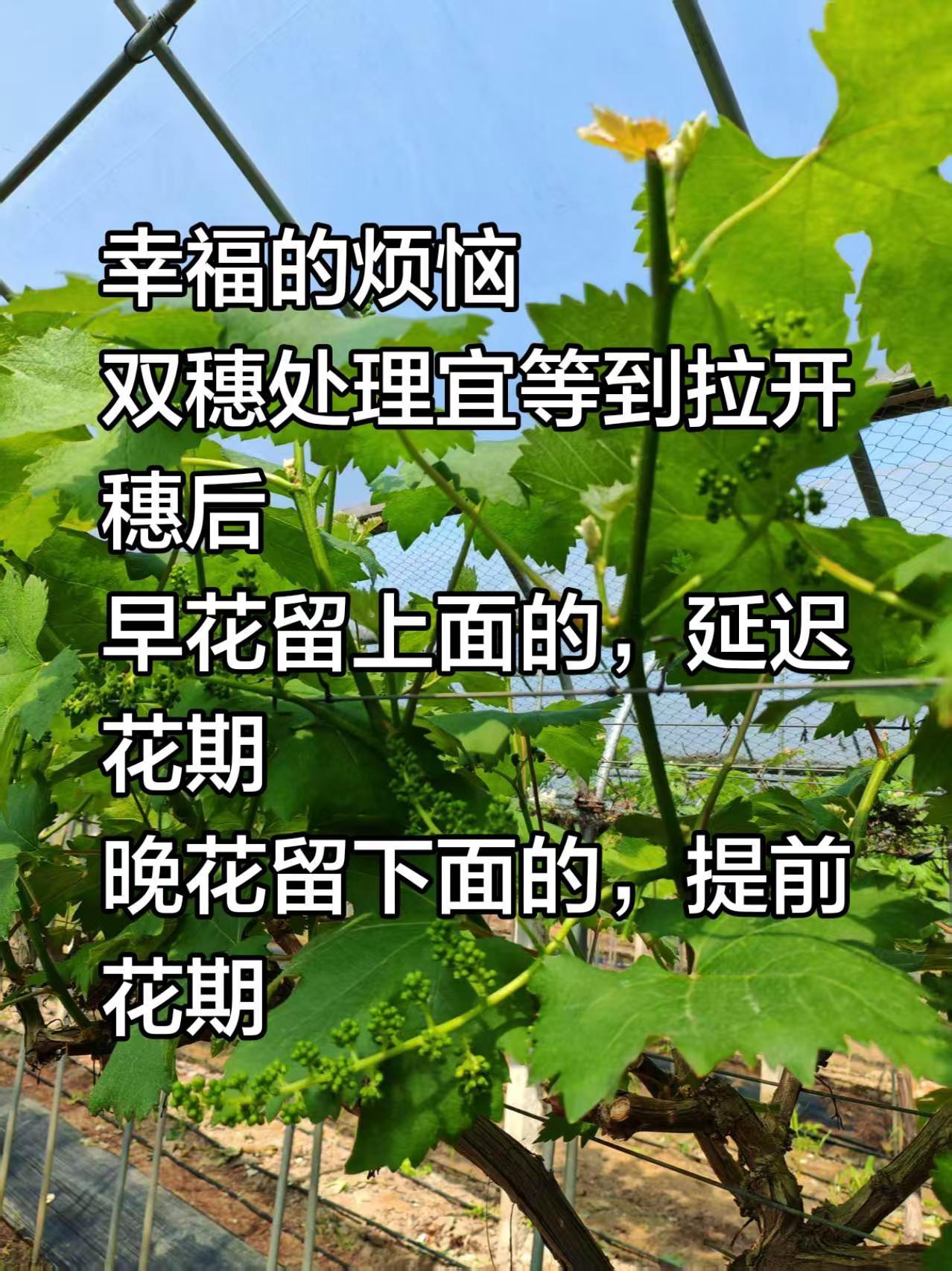 葡萄双穗处理。早花留上面的，延迟花期晚花留下面的，提前花期