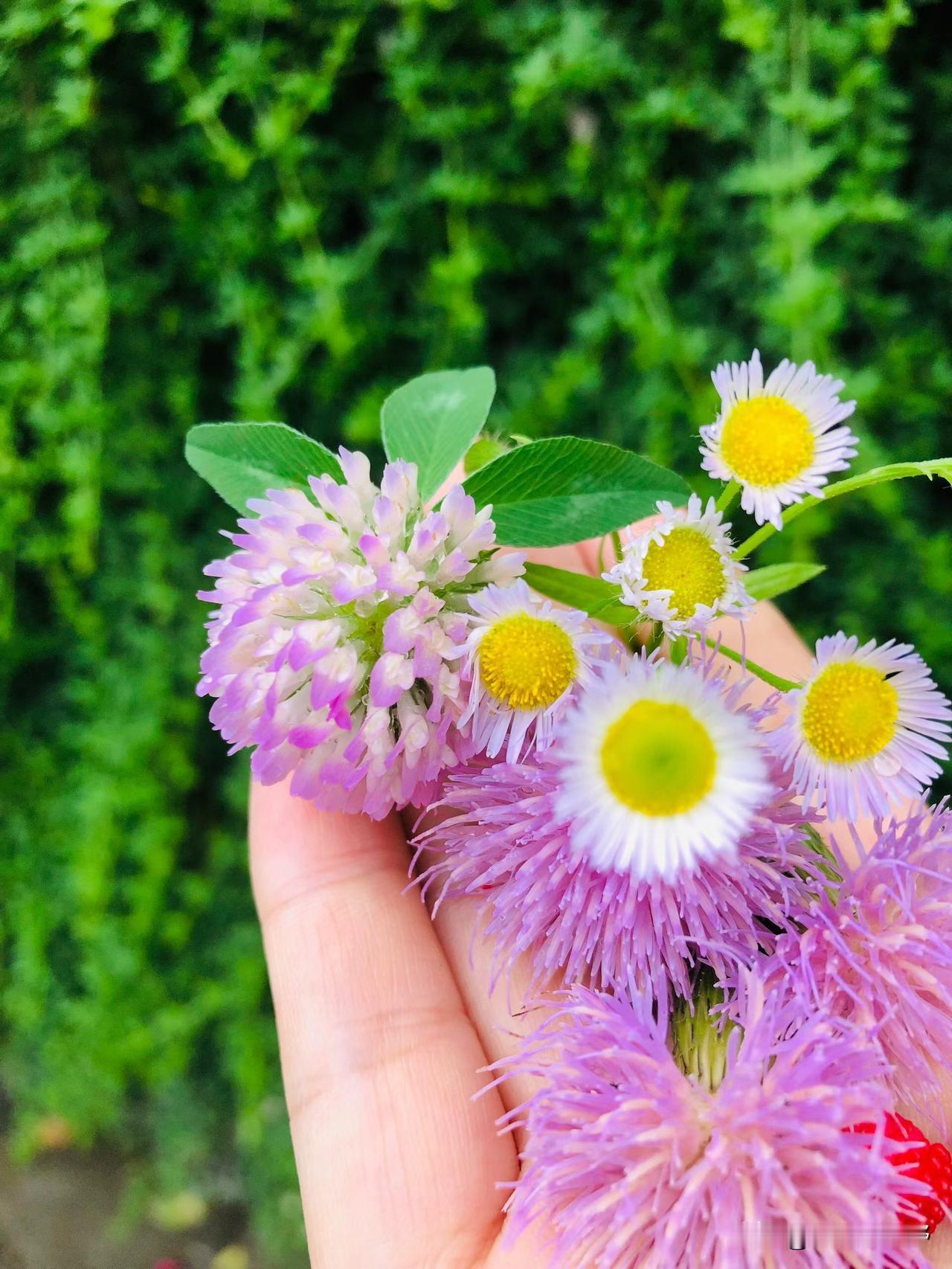手捧野花，感受大自然的美好！🌸🌿陕西人为什么喜欢喝西凤酒 推荐喝咖啡的地方 