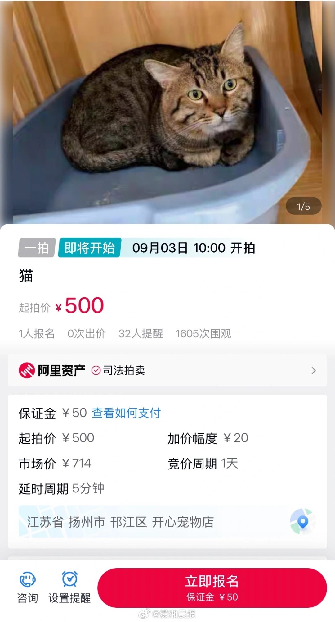 【#扬州一狸花猫被法拍起拍价500#，#多方回应一狸花猫被法拍500元起拍#】近
