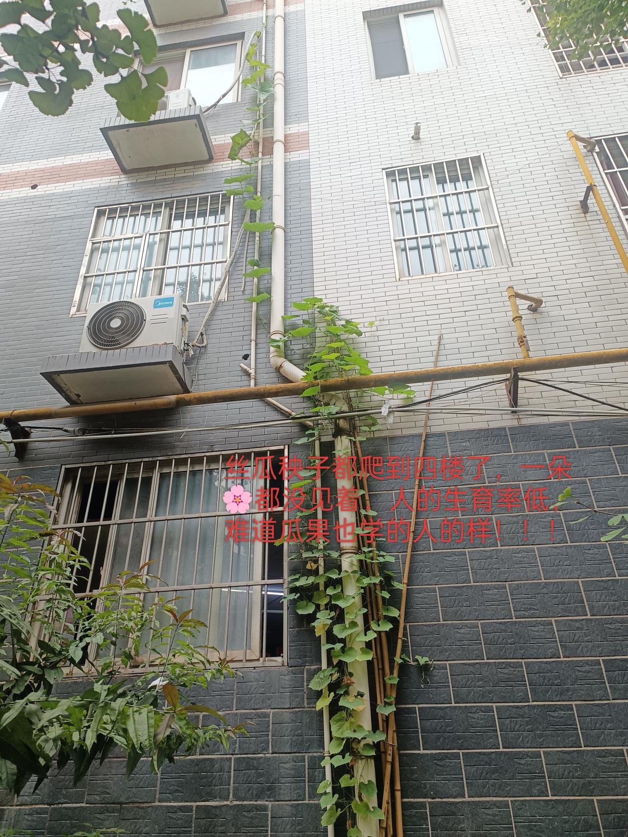 丝瓜藤蔓都长到四层楼高了，一朵花没见，更不用说结丝瓜了！人的出生率低，这植物也学