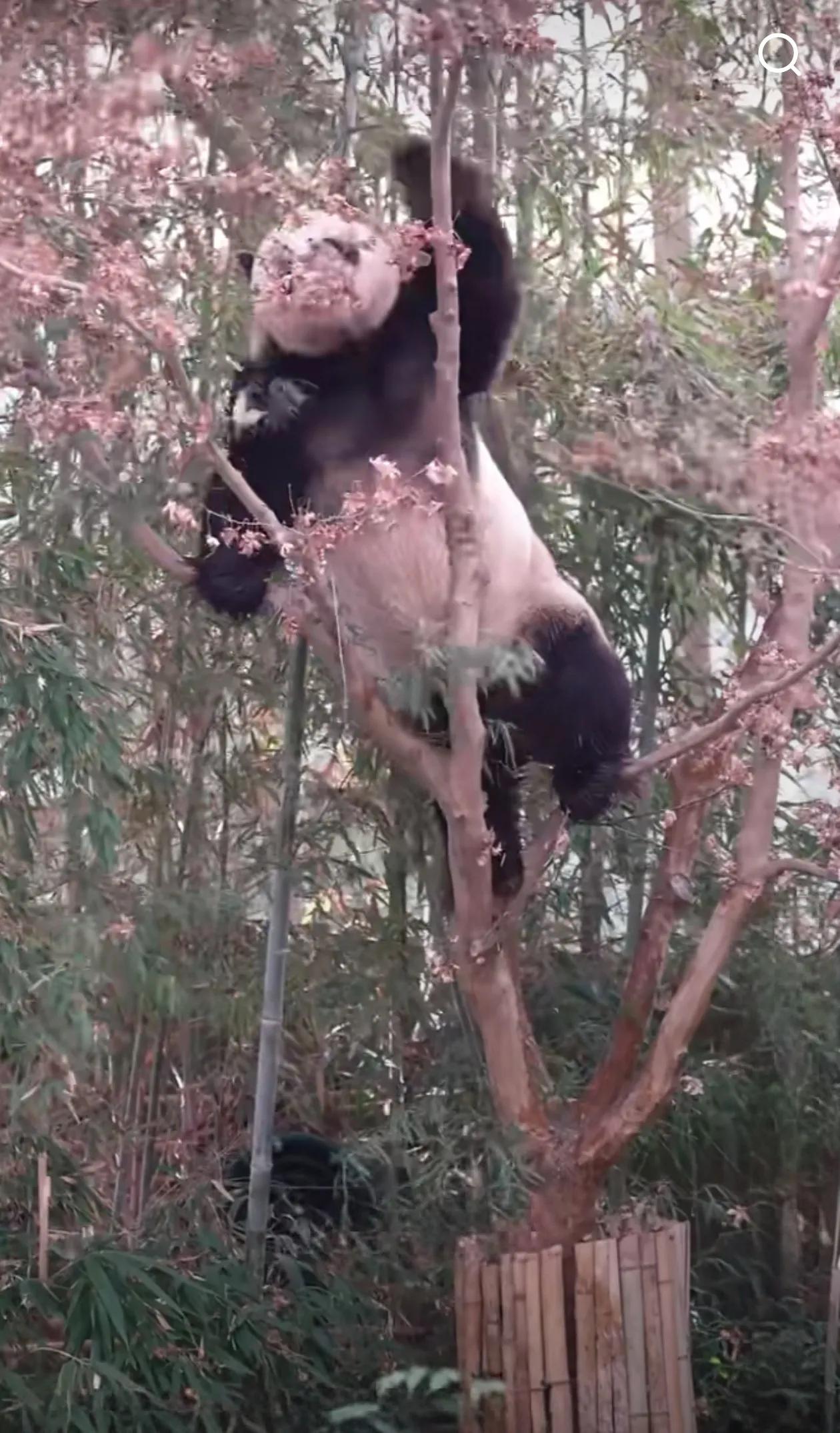 今日份的乐宝子🐼
已经不能用猛男来形容他了
单臂大回环上树放眼猫圈都是极其炸裂