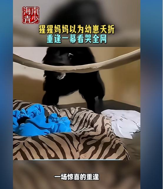 “瞬间破防了！”动物园里一只母猩猩分娩后，以为自己的孩子没能活下来，黯然离开了。