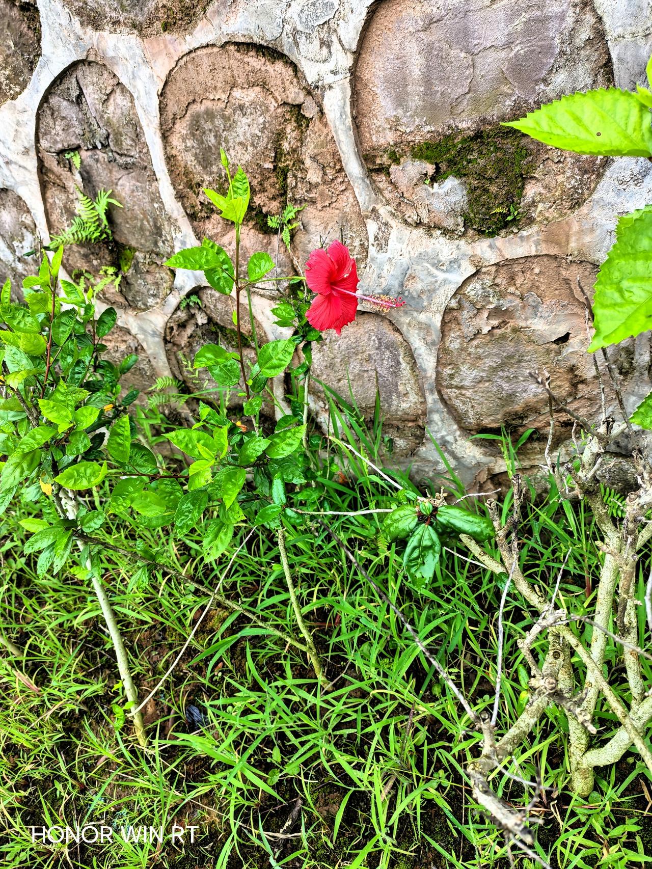 小红花儿，你真顽强，不畏岩山，不畏杂草。