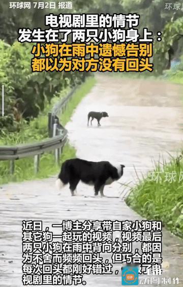 “太遗憾了！”女子带着自己的宠物狗出去遛弯，遇到了另外一只宠物狗，玩了一下午，分