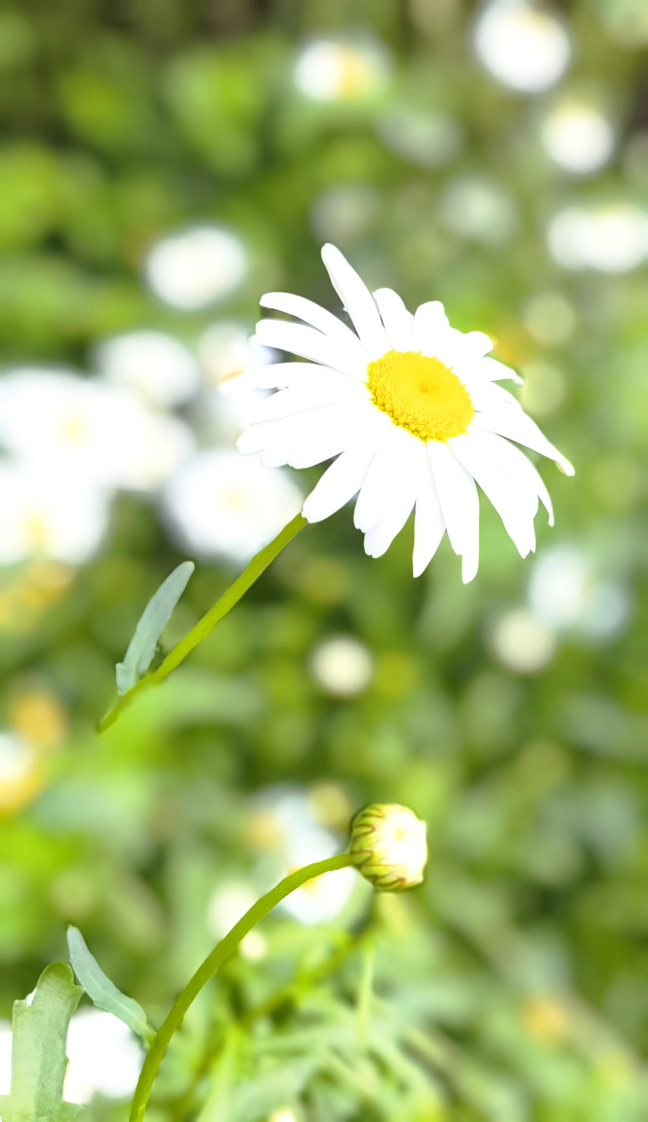 晒出你的本地生活头条激励任务里，优质笔记微头条和优质观点微头条那0.4元现金激励