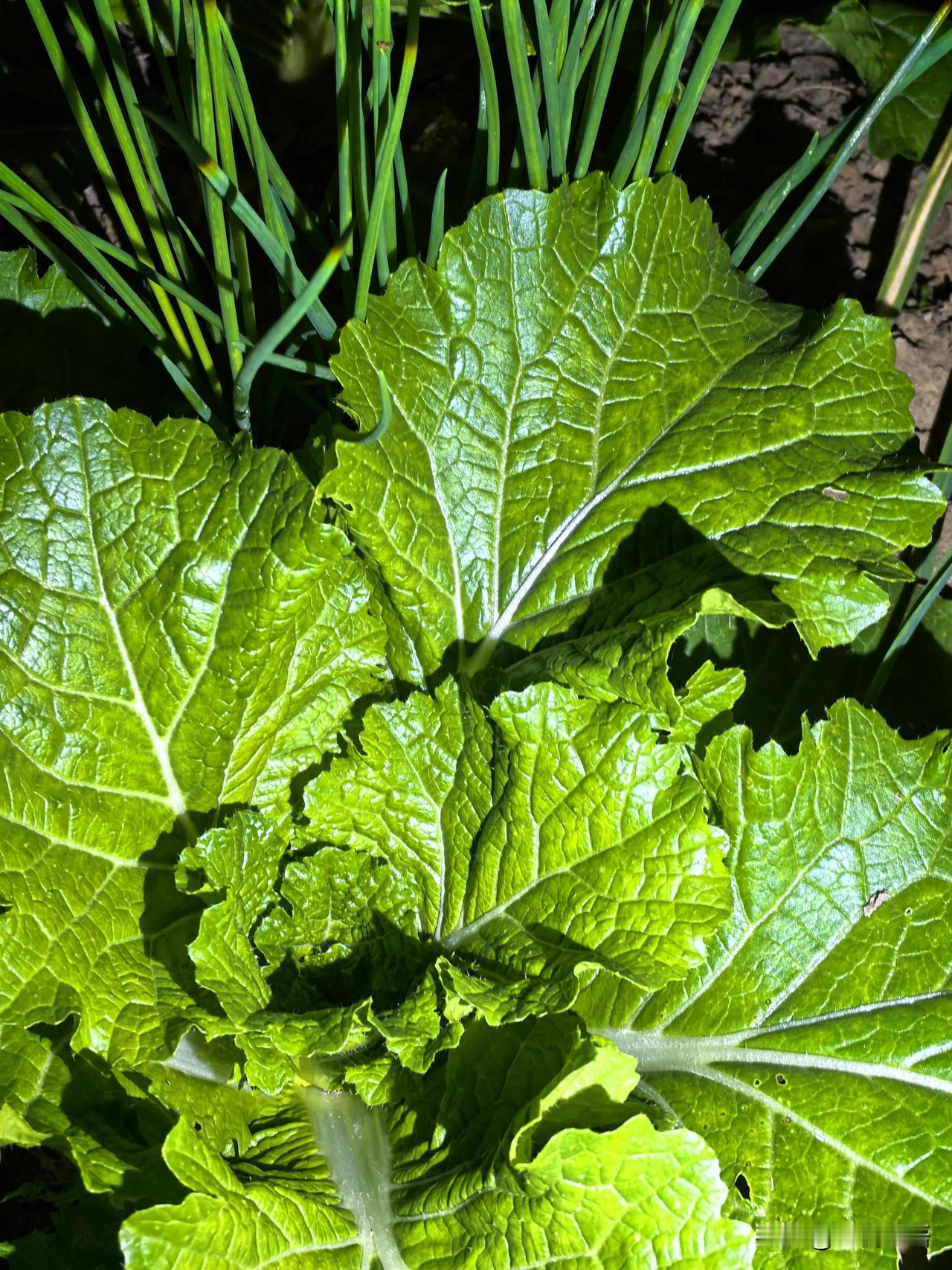 晚上总忍不住往院子里跑
就为了看看自己种的菜🌱

月光底下
青菜绿油油的
萝卜