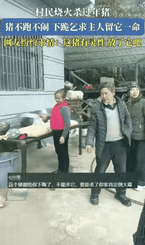 震惊！贵州村庄年杀猪现场发生奇迹，猪竟跪地求饶引发全民热议！

（素材来自网络）