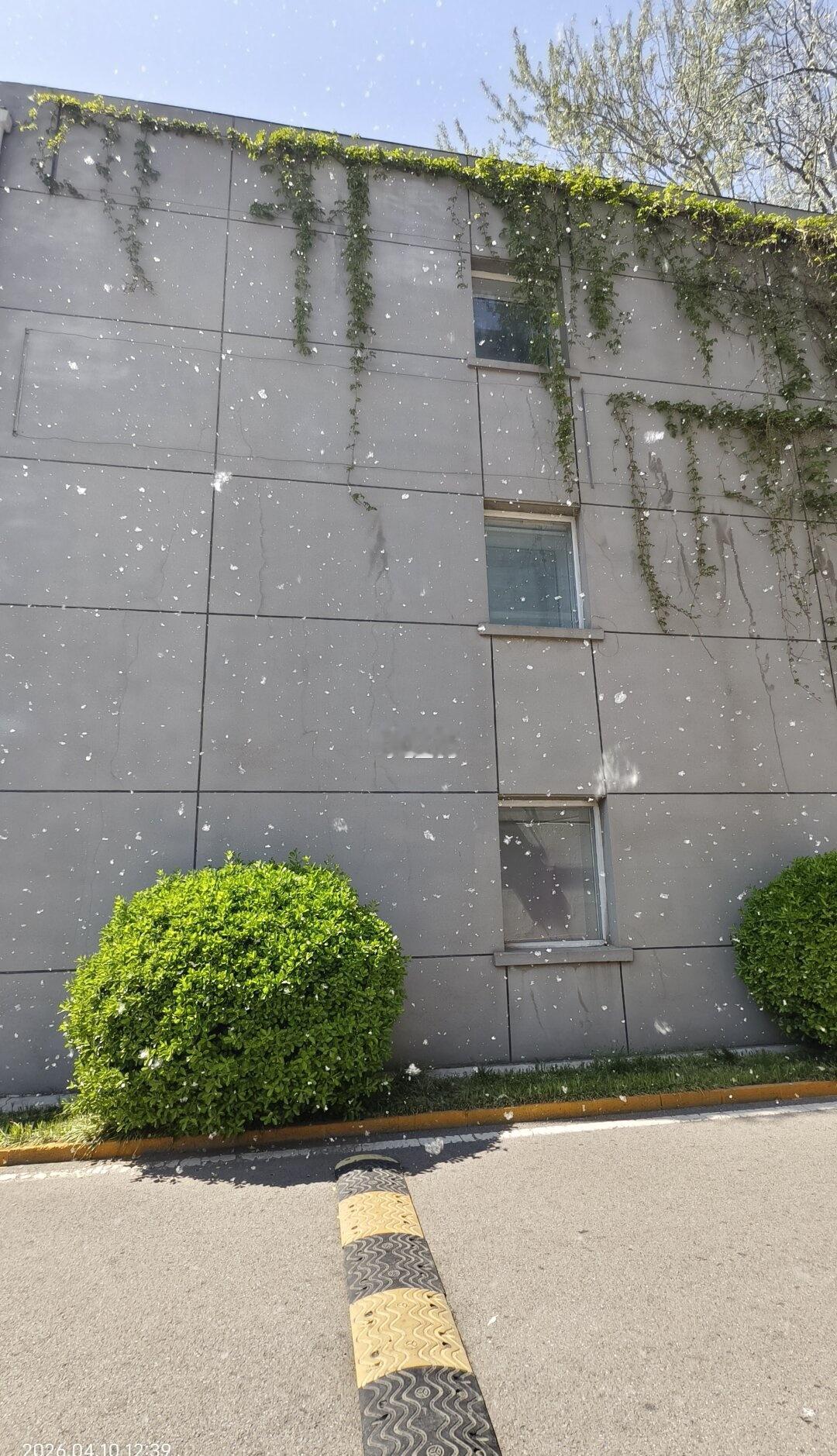 北京又下雪了
雪一落就美成了诗 初雪的记忆 我这里下雪了 突然下的一场雪