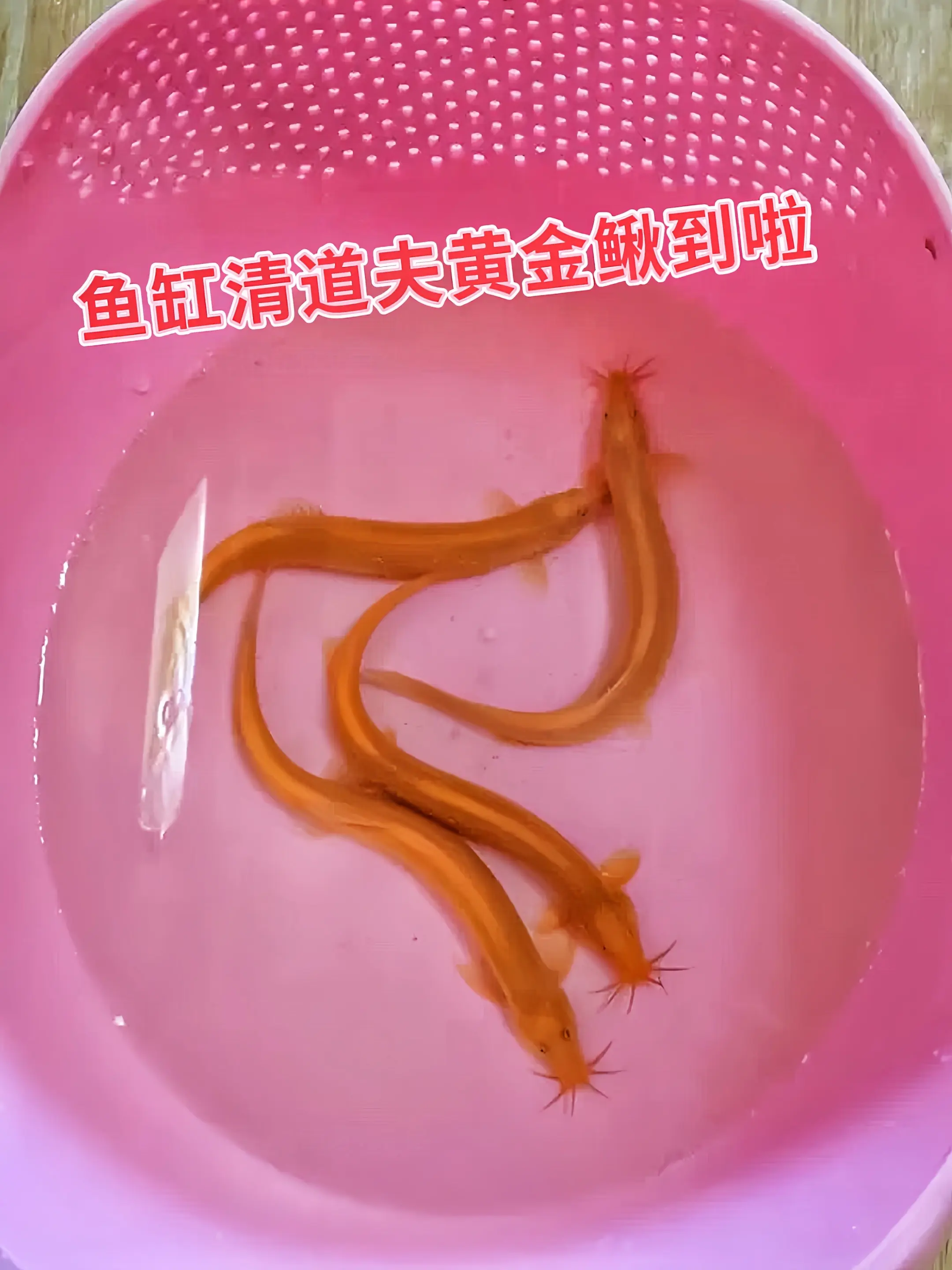 养宠新潮流！黄金鳅，你的生态水族小精灵，它自带清洁属性，吃掉残饵净化水...