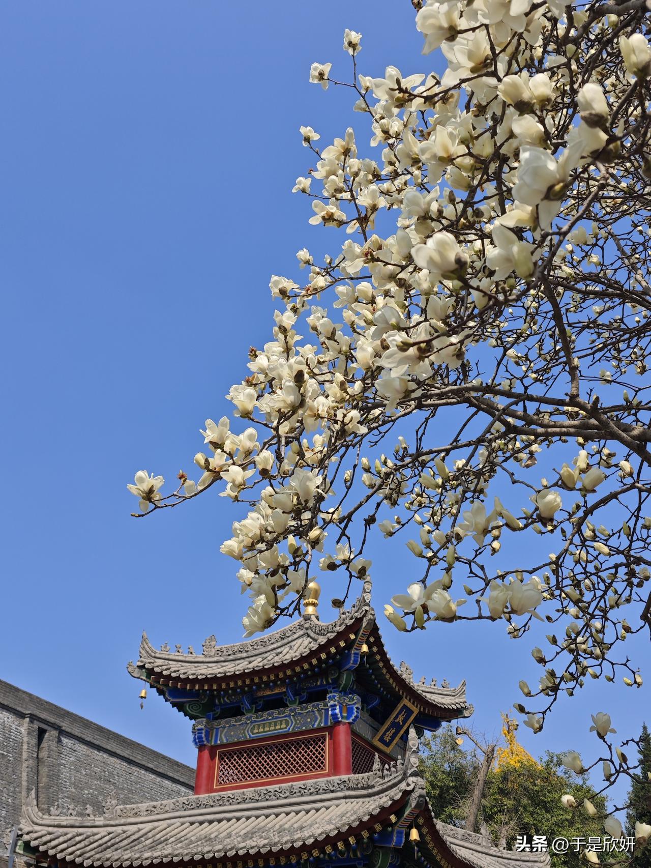 玉兰花开 就是那种随便一拍就知道春天来了。花开不语，温暖了人世间的一切。