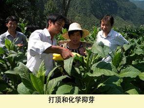 烟草技术员向烟农讲解烟秸清理知识烟草技术员给烟农讲烟秸清理，不能只当普通农活来干