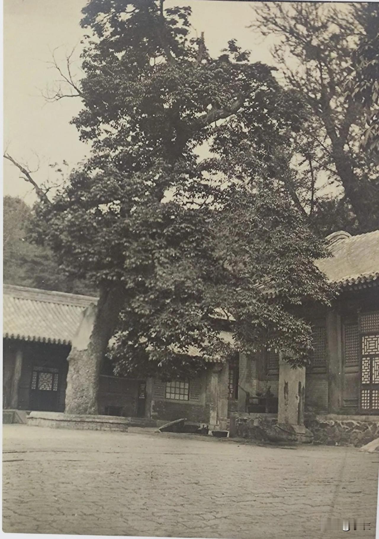 1909年，北京门头沟，潭柘寺。寺院有棵1400年的银杏“帝王树”，复拍2025