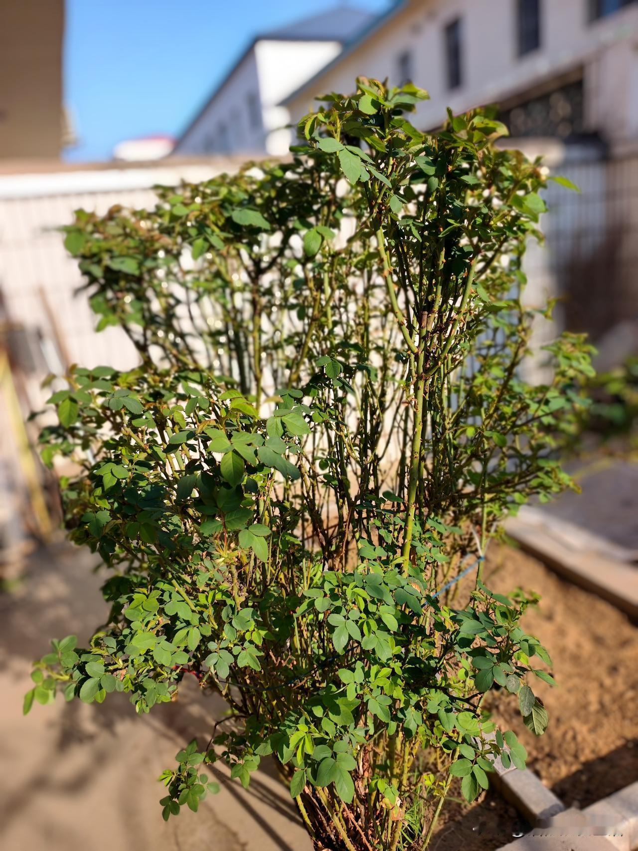 小院绿意初见
雨后生机盎然
[微风][微风][微风][微风]
记录我的2026