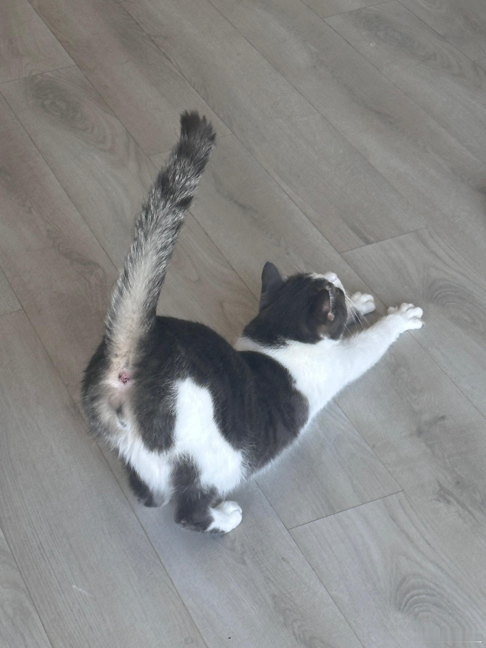 每天早上卧室门口一根猫条是什么操作 