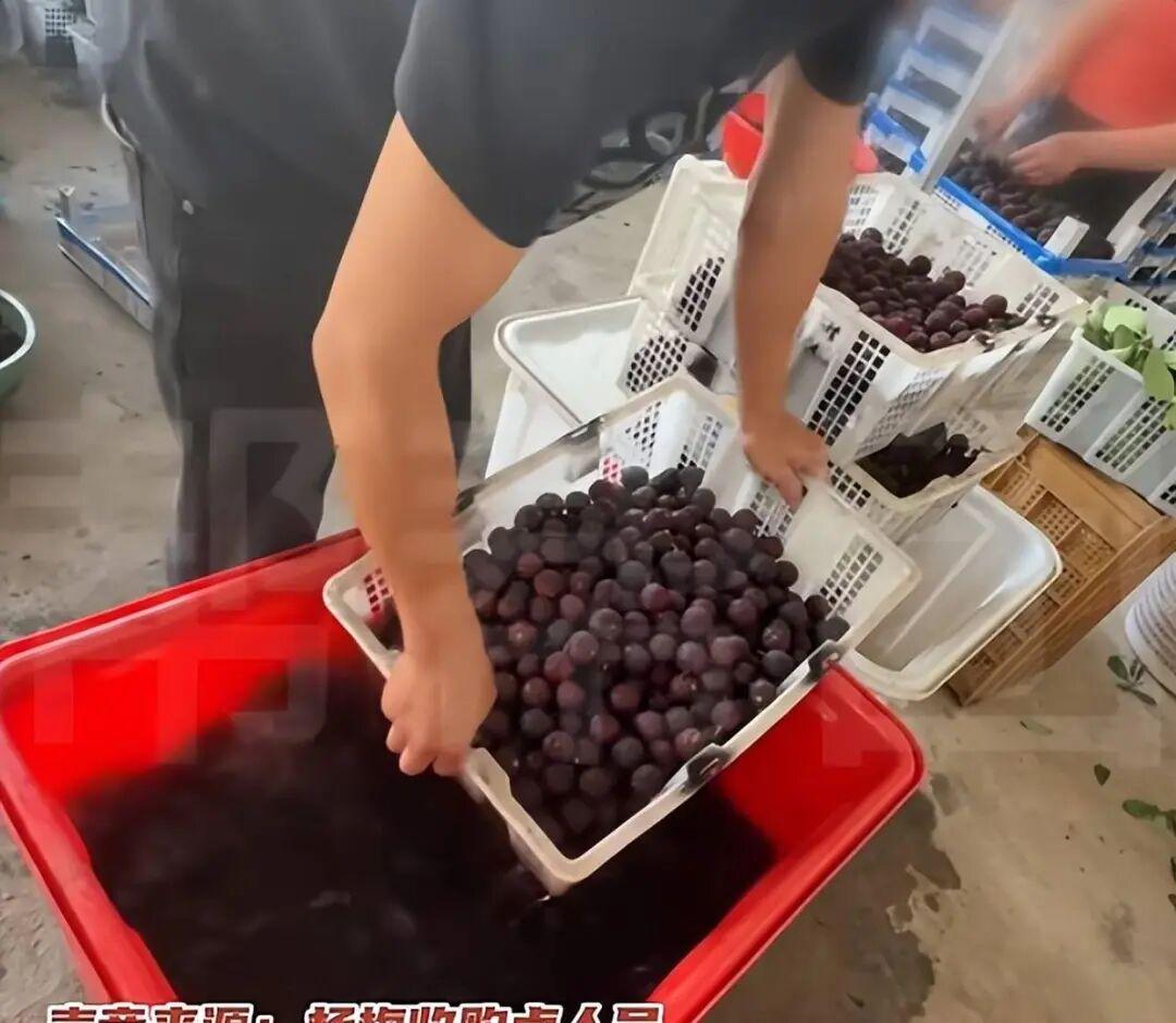 最近漳州的杨梅泡药事件闹得沸沸扬扬，作为700年的杨梅主产区，竟然搞这种勾当。