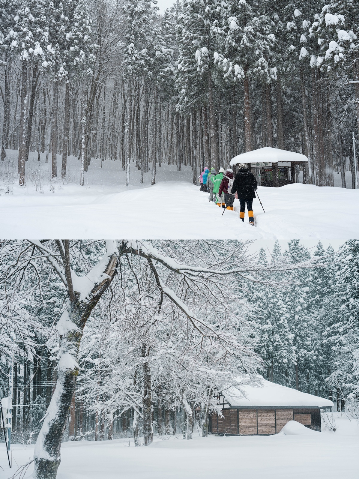 城市巡游记  离东京不远的新潟县真的是小众的雪国秘境，十日町有一片宛如仙境的美人