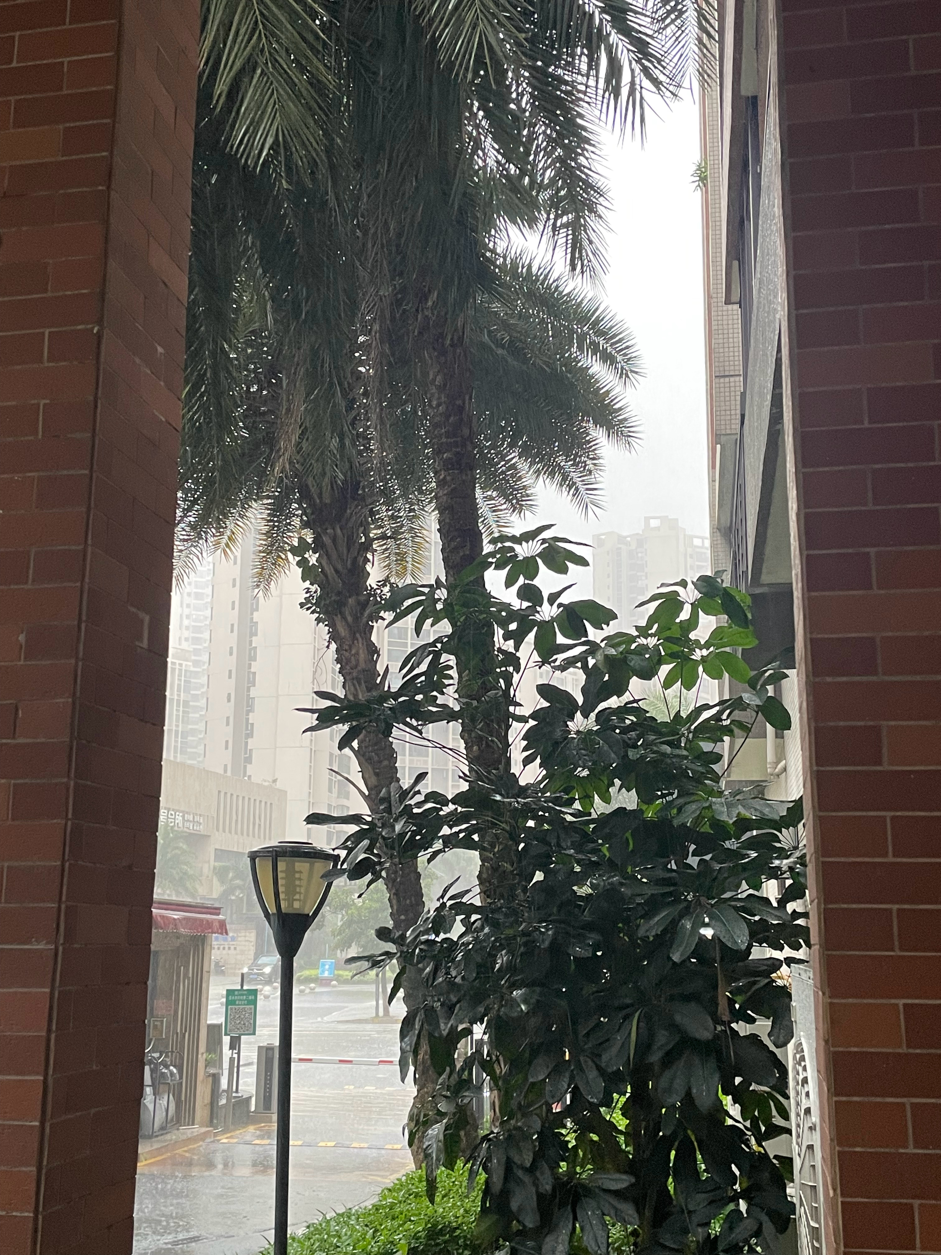 又回不去了，和昨天一样台风红霞