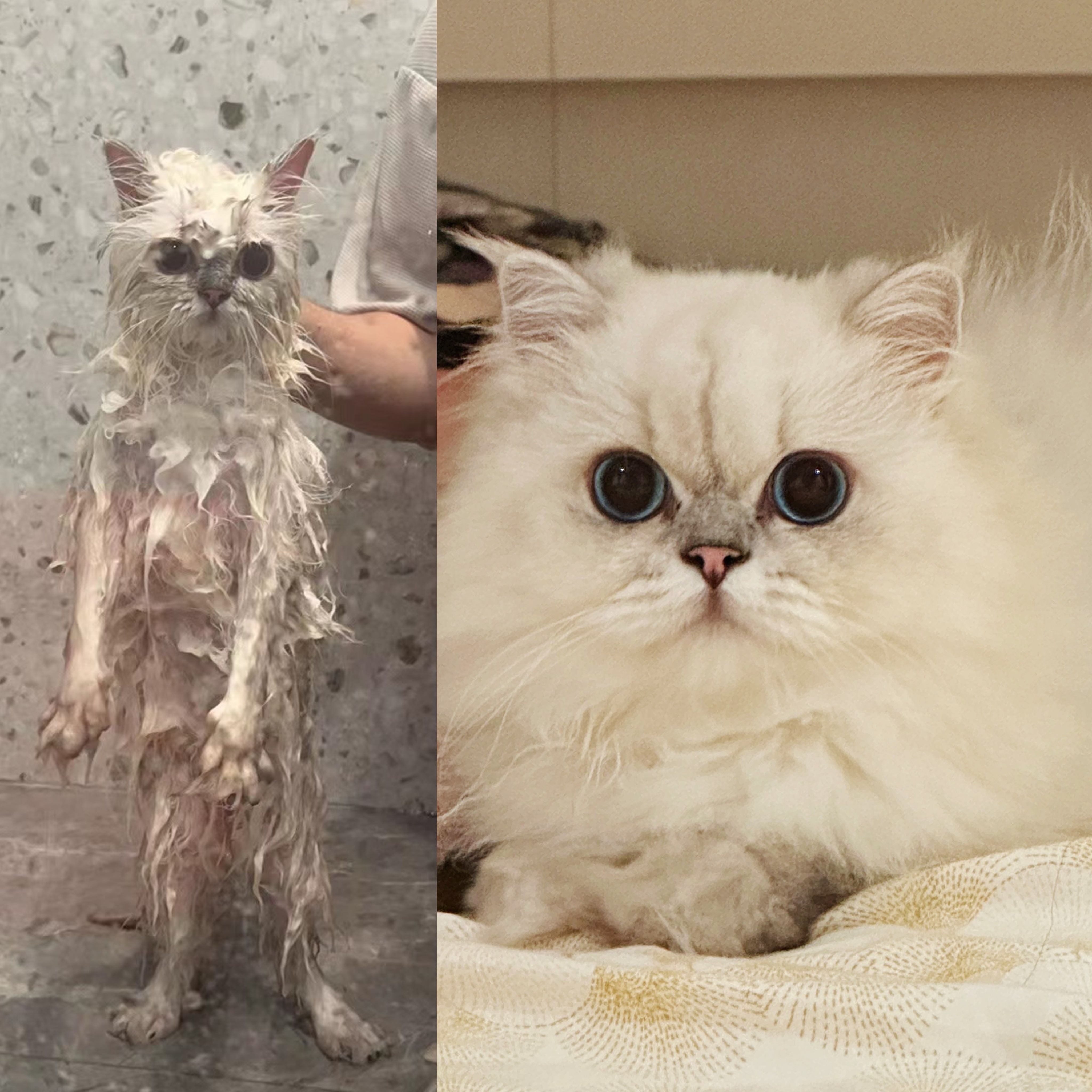 团：左边不认识，勿Q#银点##英国长毛猫##辣椒家新家回访# ​​​