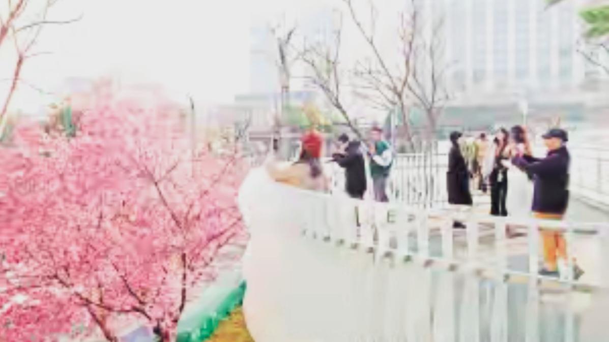 🔥昆明冬日暴击！空中栈道飘起粉色花雪。谁懂啊！翠湖620米空中栈道藏着冬日限定