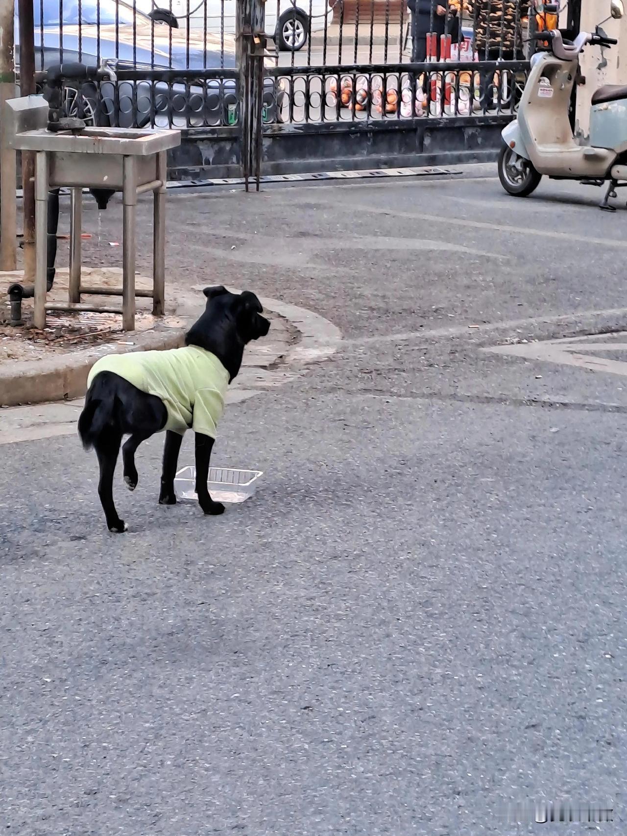 今年冬天的不同一只穿衣服的小狗狗
