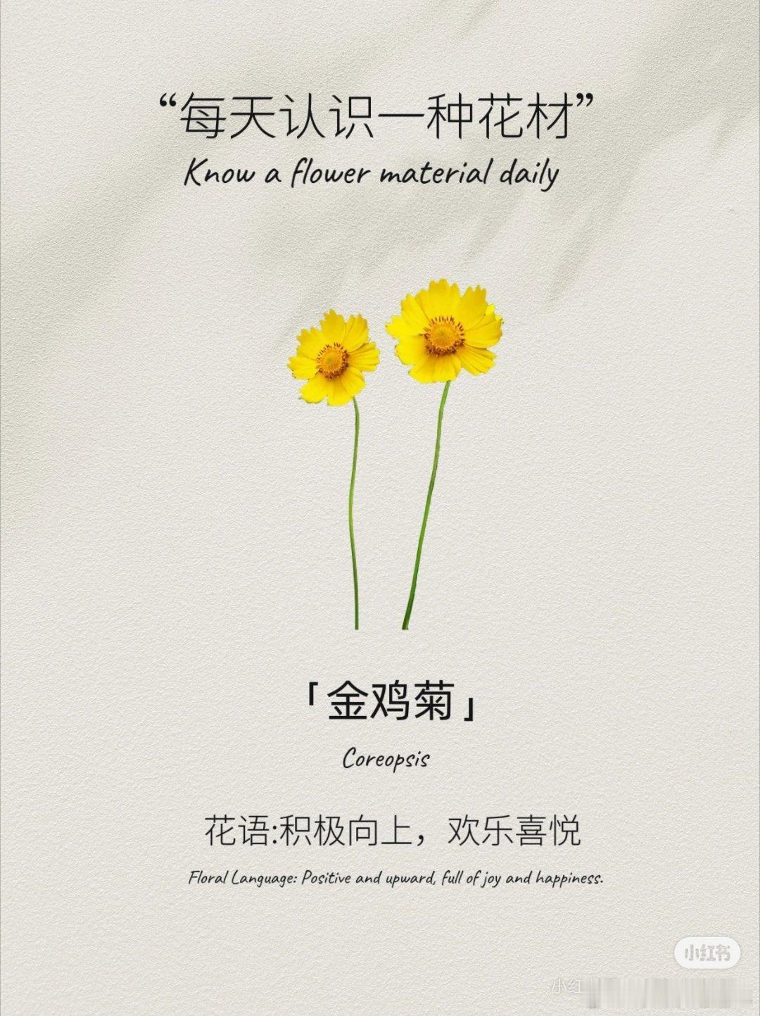 每天认识一种花材﹣金鸡菊【花语】积极向上，欢乐喜悦【外观特点】草本植物，花杆细长