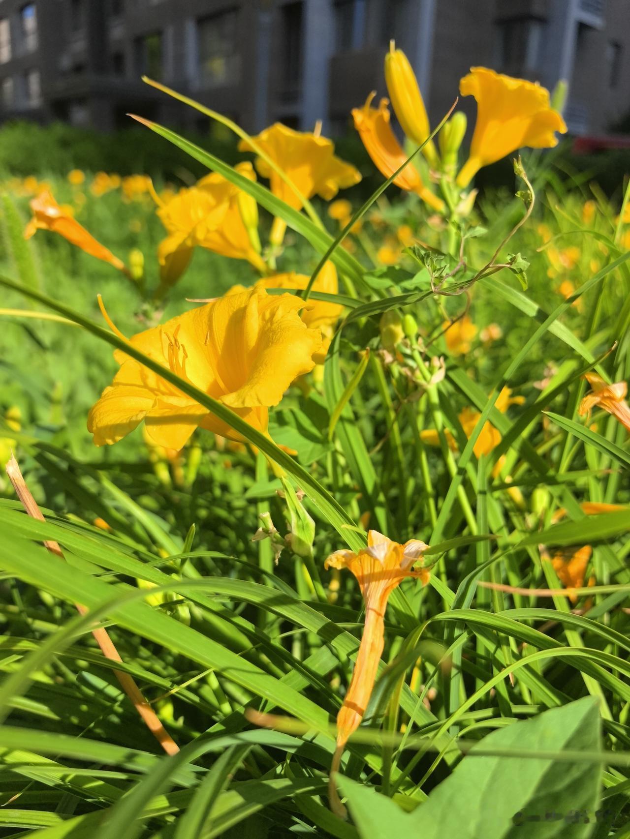 高楼衬黄花，晴日里藏满人间清欢。