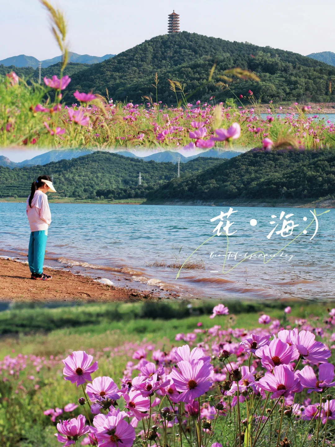 北京1.5h赏花看“海”，快冲，错过等一年！