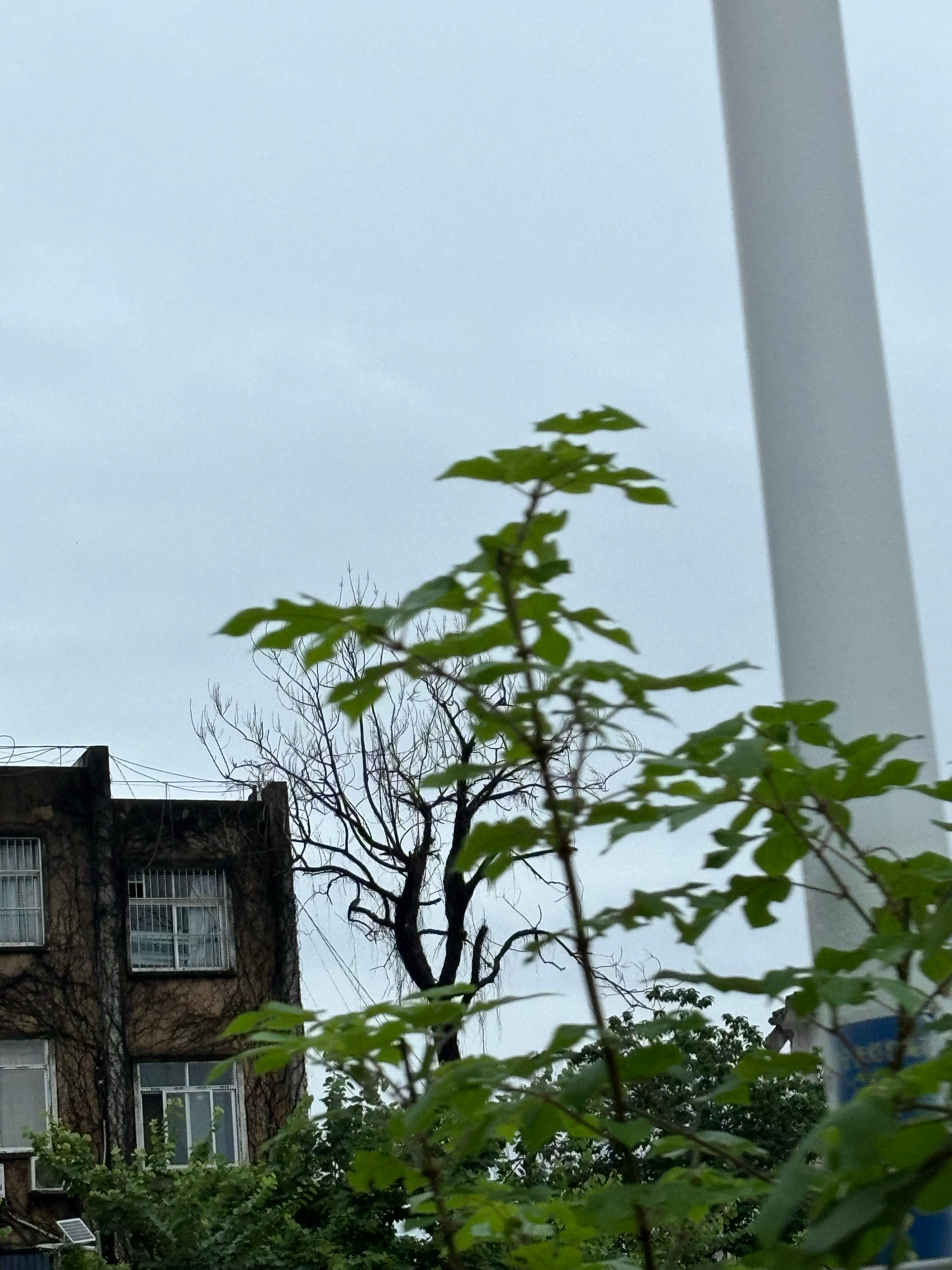 早安  新的一天，希望一切都会越来越好。 