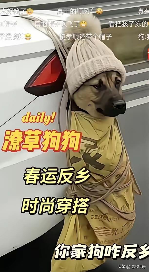这只狗堪称今年春运路上的大网红，因为车内空间有限主人就把它用袋子装起来挂在车上，