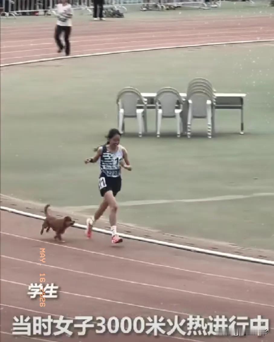 “这只小狗上人民日报了！”内蒙古，一女生在冲刺3000米的时候，一只小狗突然就跟
