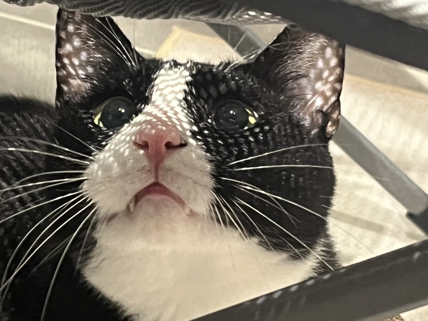 绝美小猪咪