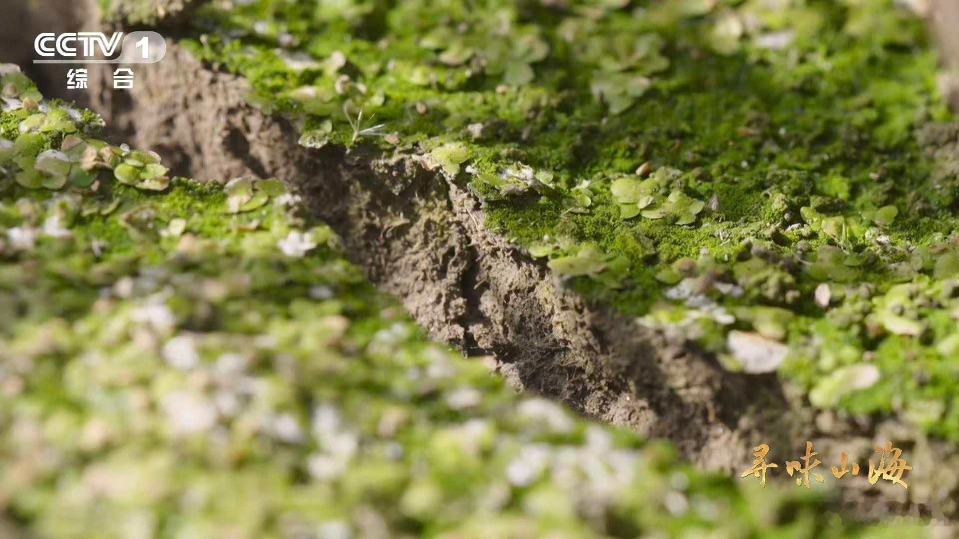 第一次见到一棵完整的荸荠现挖荸荠一口爆汁 谁懂啊！第一次看到长在地里的完整荸荠，