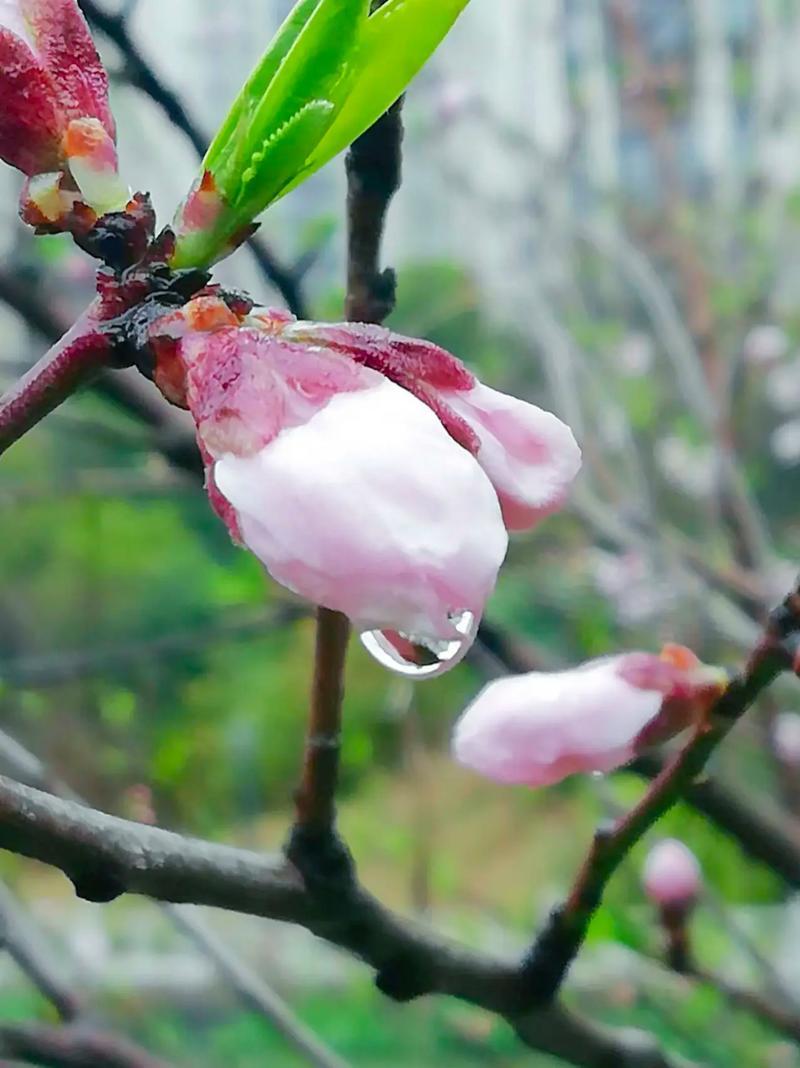 上联：雨润桃腮香馥郁；
下联：风摇柳帘翠轻盈。