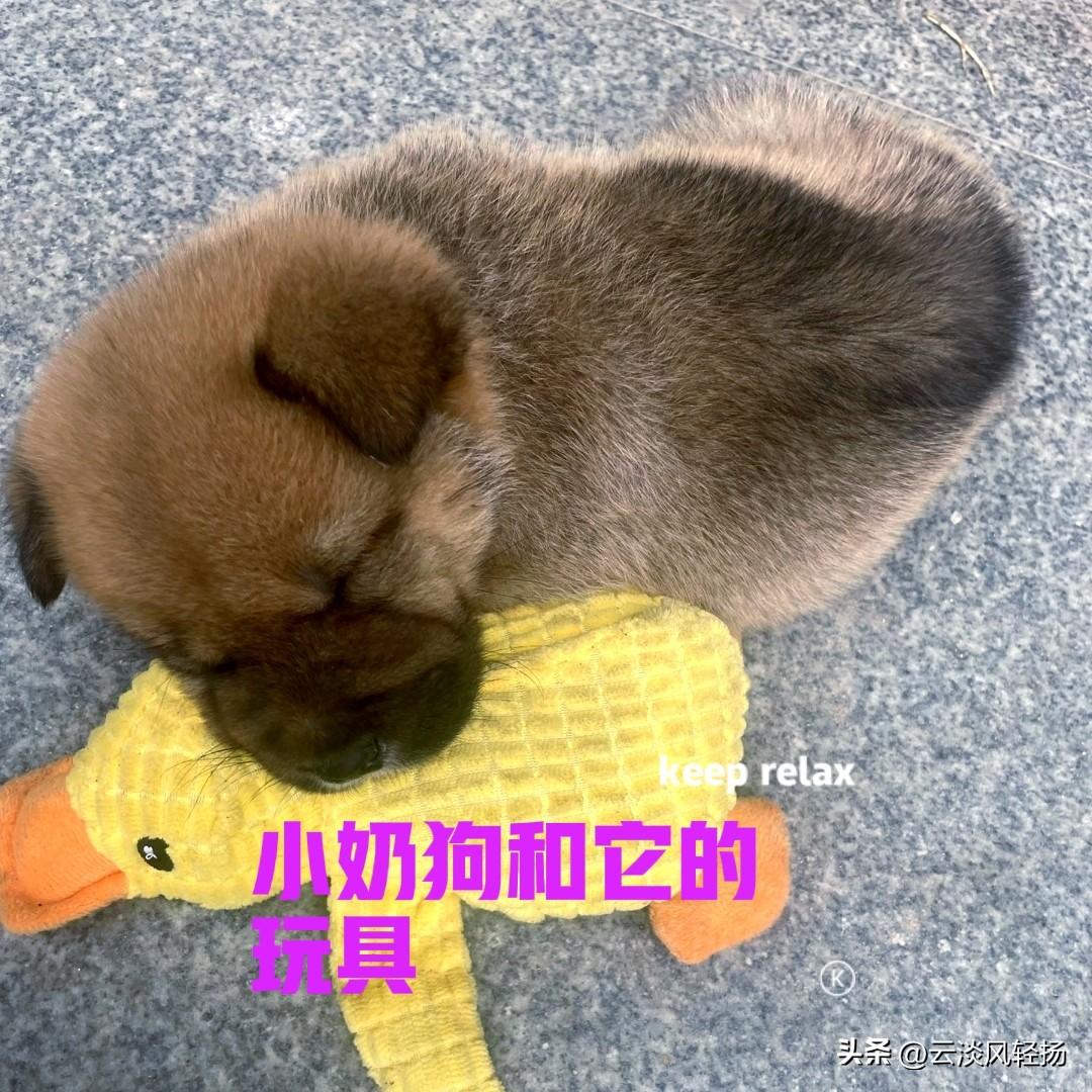 村里邻居家的小狗满月了，免费送了一只给我。小狗刚到新家时，表现得非常胆怯，躲在角