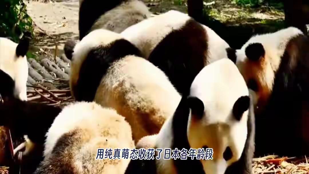 熊猫外交要降温了？日本最后两只大熊猫“晓晓”“蕾蕾”明年2月回家，全国愁坏：以后