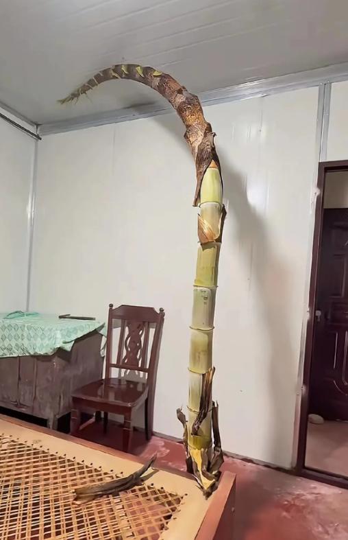 谁能想到一截歪笋，被网友拆解出满满的处世哲理！
笋身下段笔直坚固，上段大幅度弯折