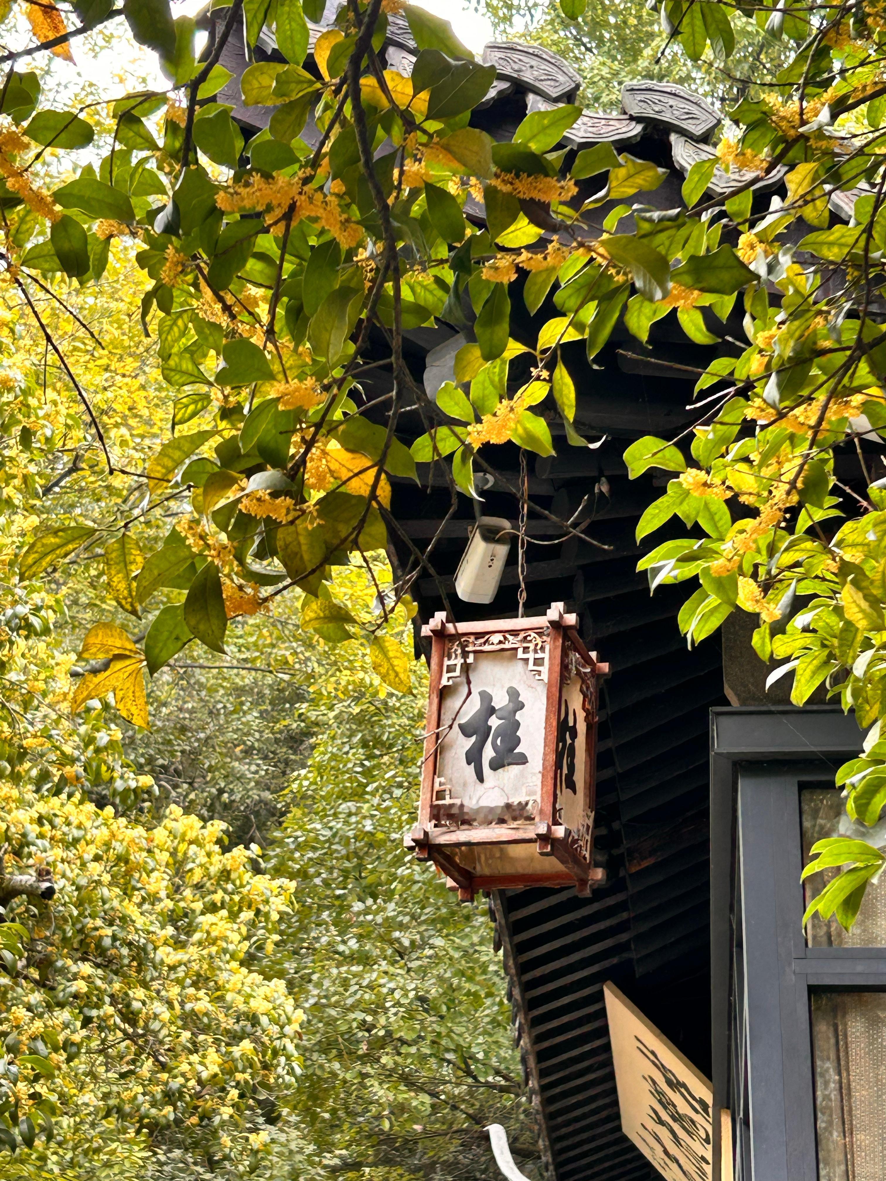 溢满了桂花香的秋天🍂 ​​​