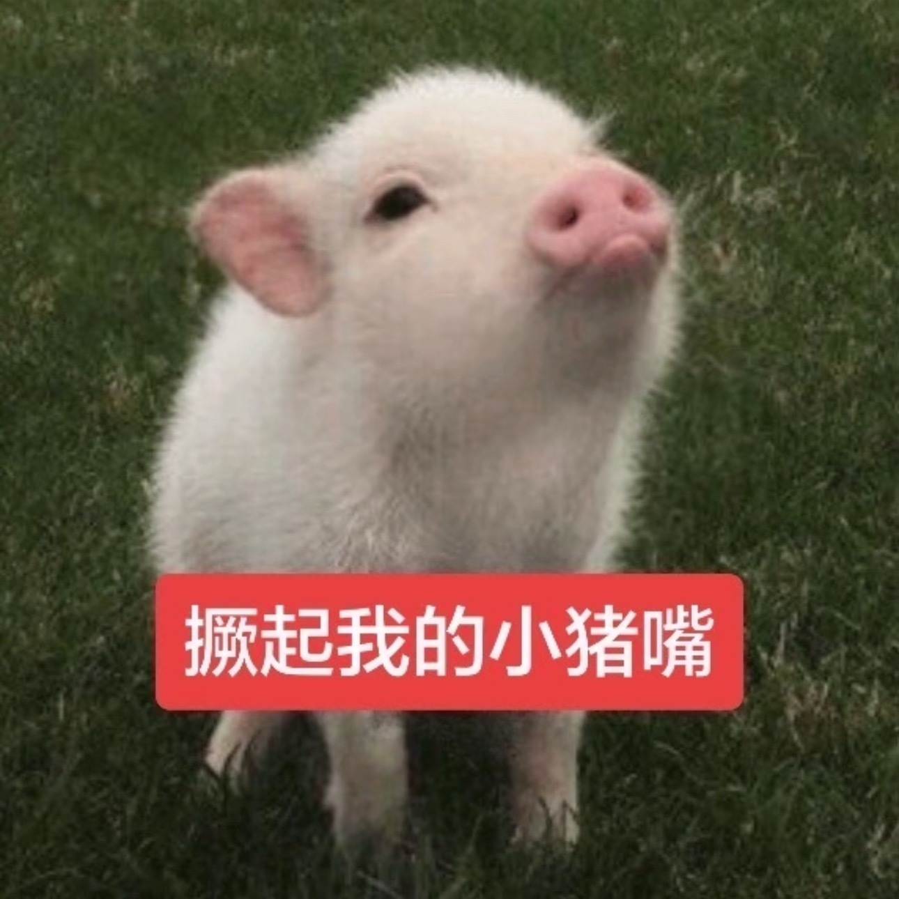 重庆特产小猪肉仅此九十斤 ​​​