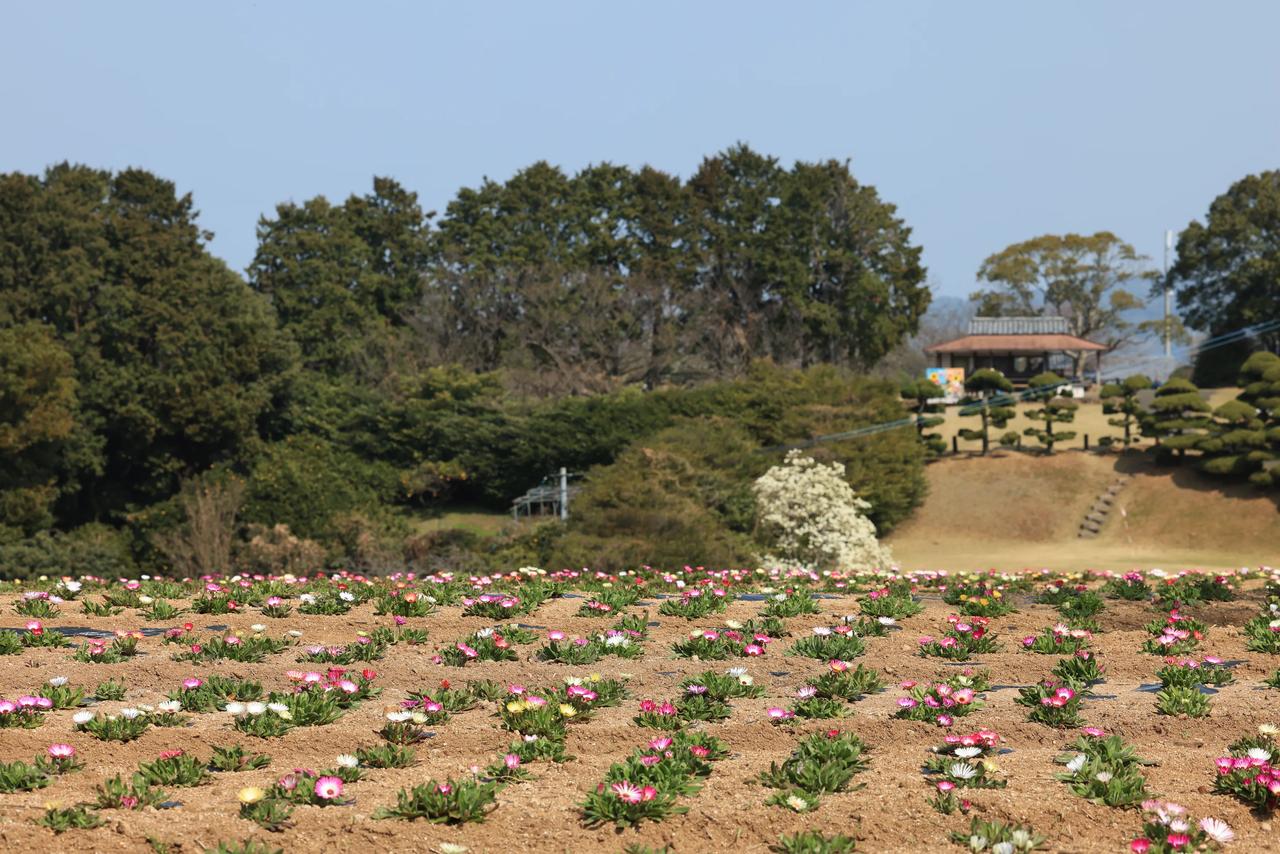 在日本九州福冈市，能古岛海岛公园宛如一颗遗世明珠，静卧于岛屿北端。这座花园倾注了
