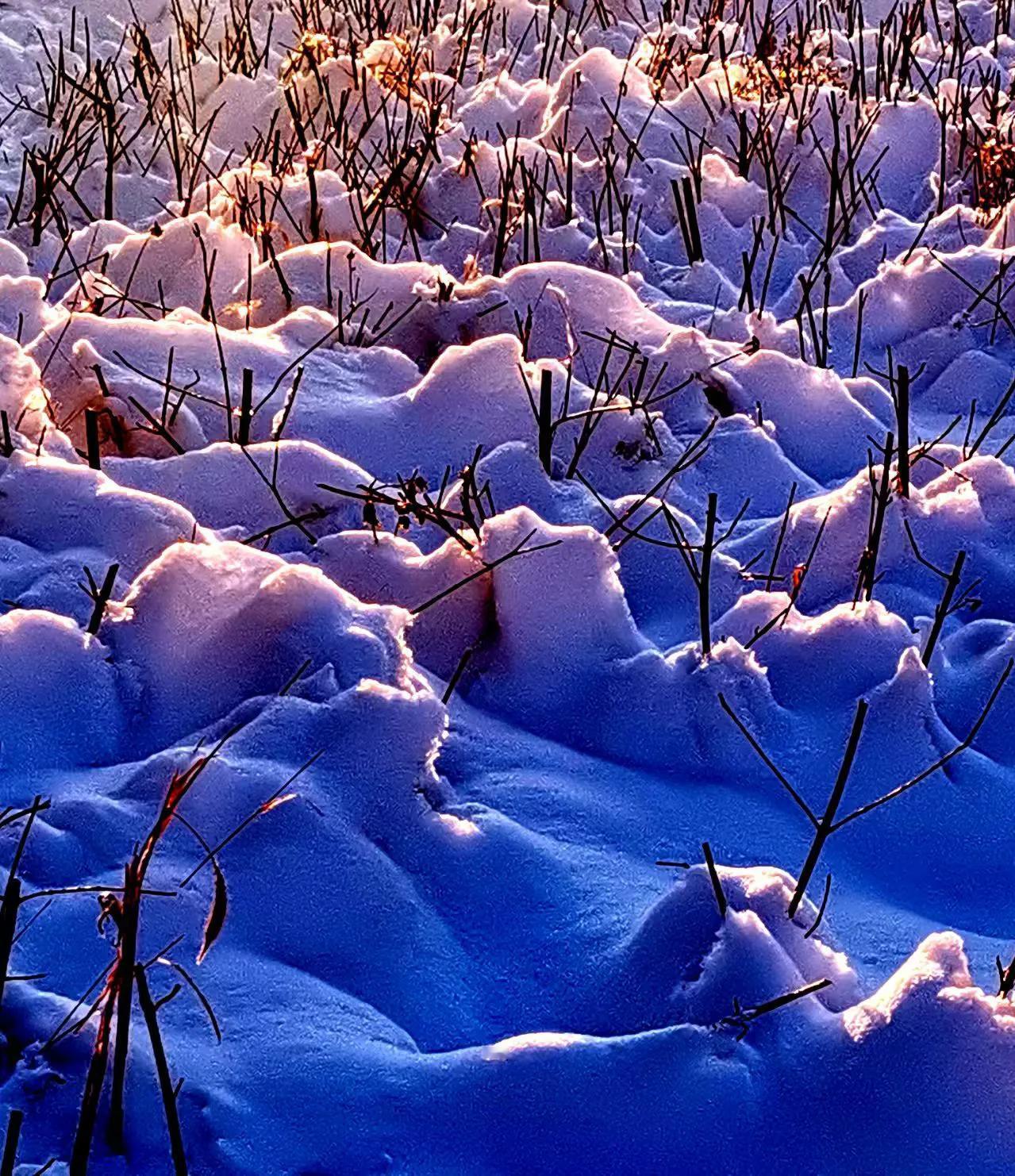 雪地里的小红果，像冬日里的小惊喜，
可爱又温暖。
冬日花草随手拍 秋冬美景手摄 