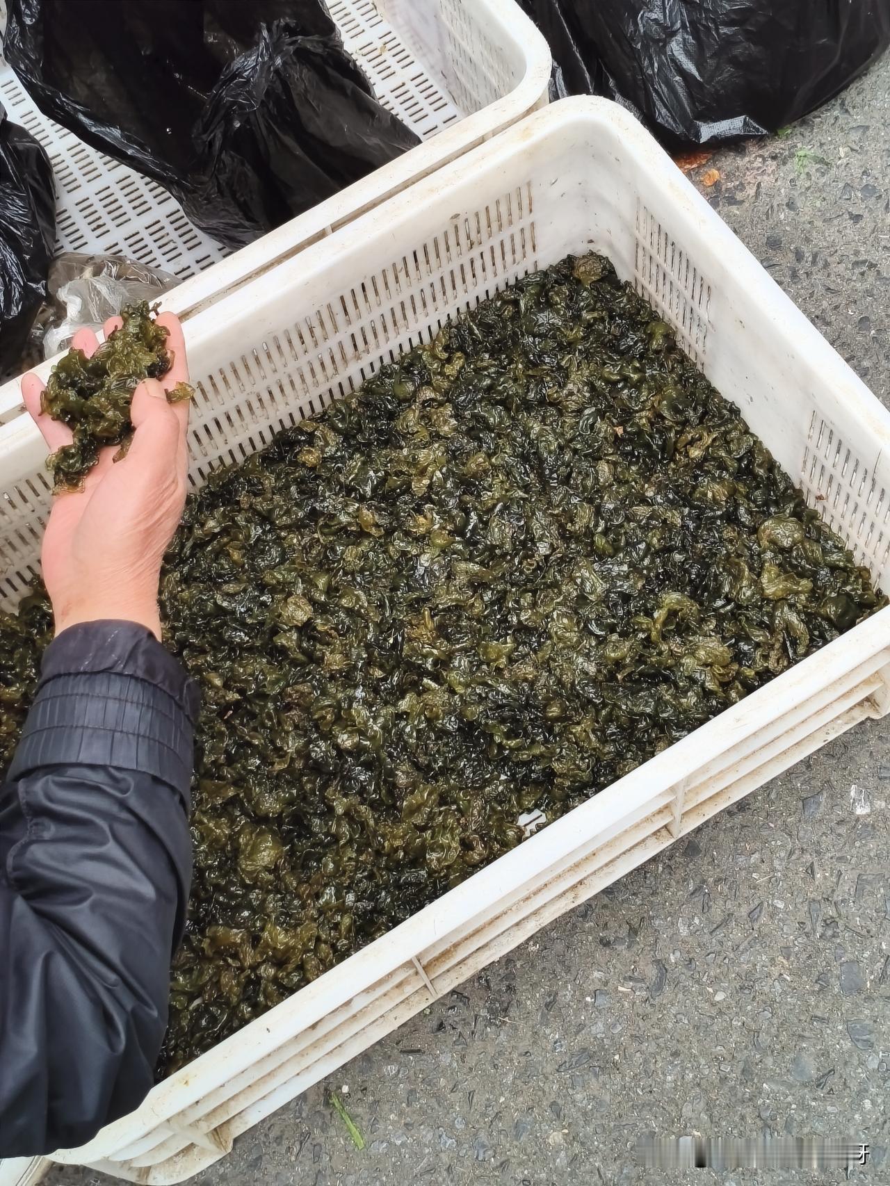 大家觉得这个新鲜的地皮菜15块钱一斤贵不贵？这几天我们这里下了两天雨，今天去菜市