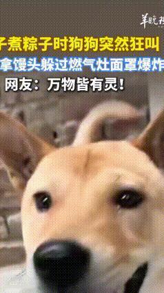 家里狗狗突然无故狂吠，千万别不当回事！真的能救命
 真的被山东临沂这只大黄狗惊艳