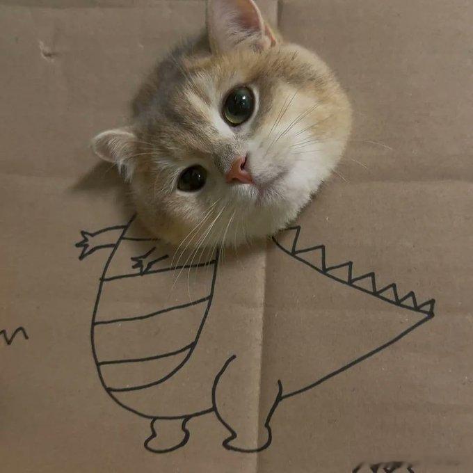 猫宁 