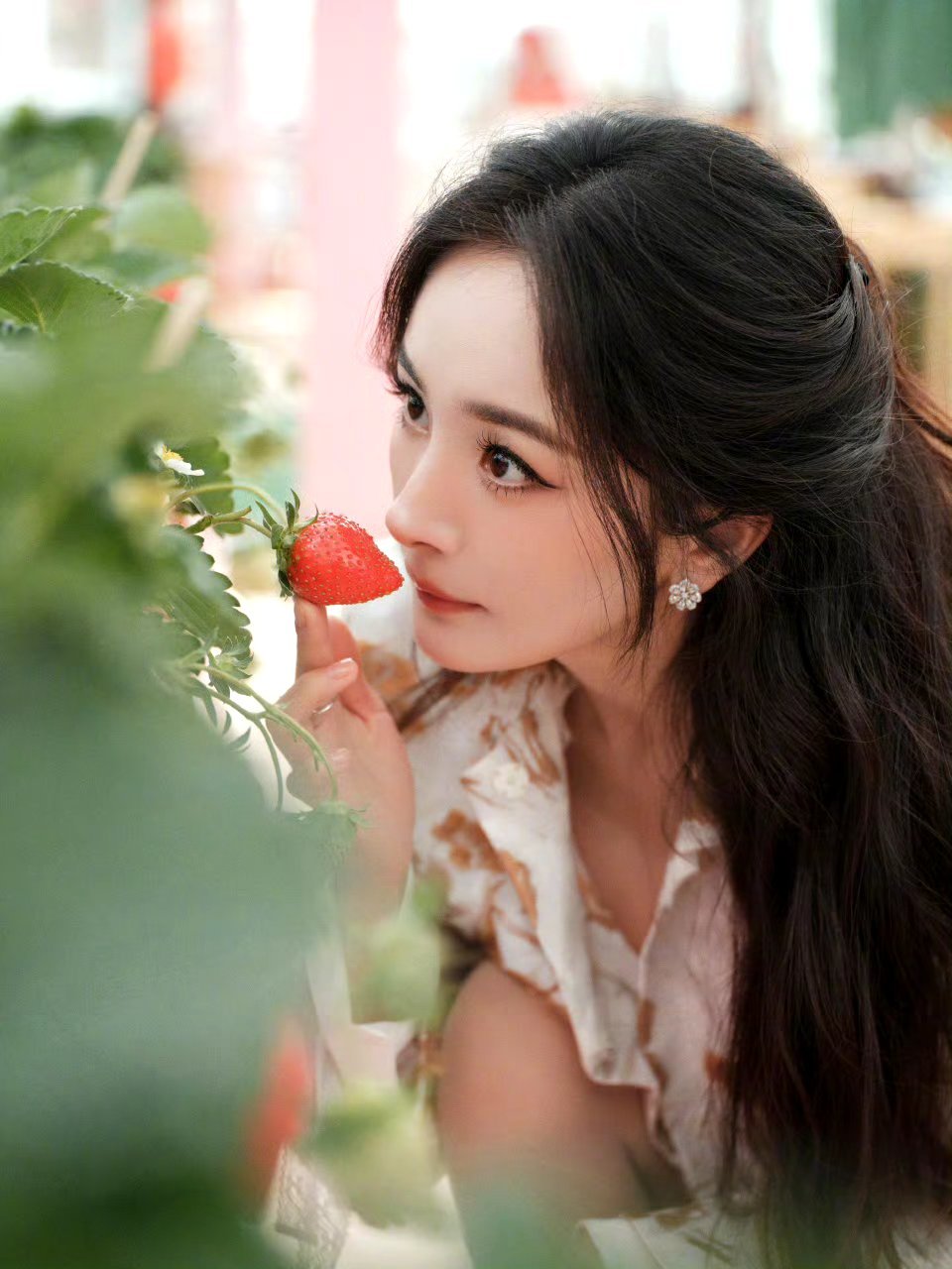 杨幂去摘草莓了，在哪里能吃到杨幂摘的草莓？[色] 