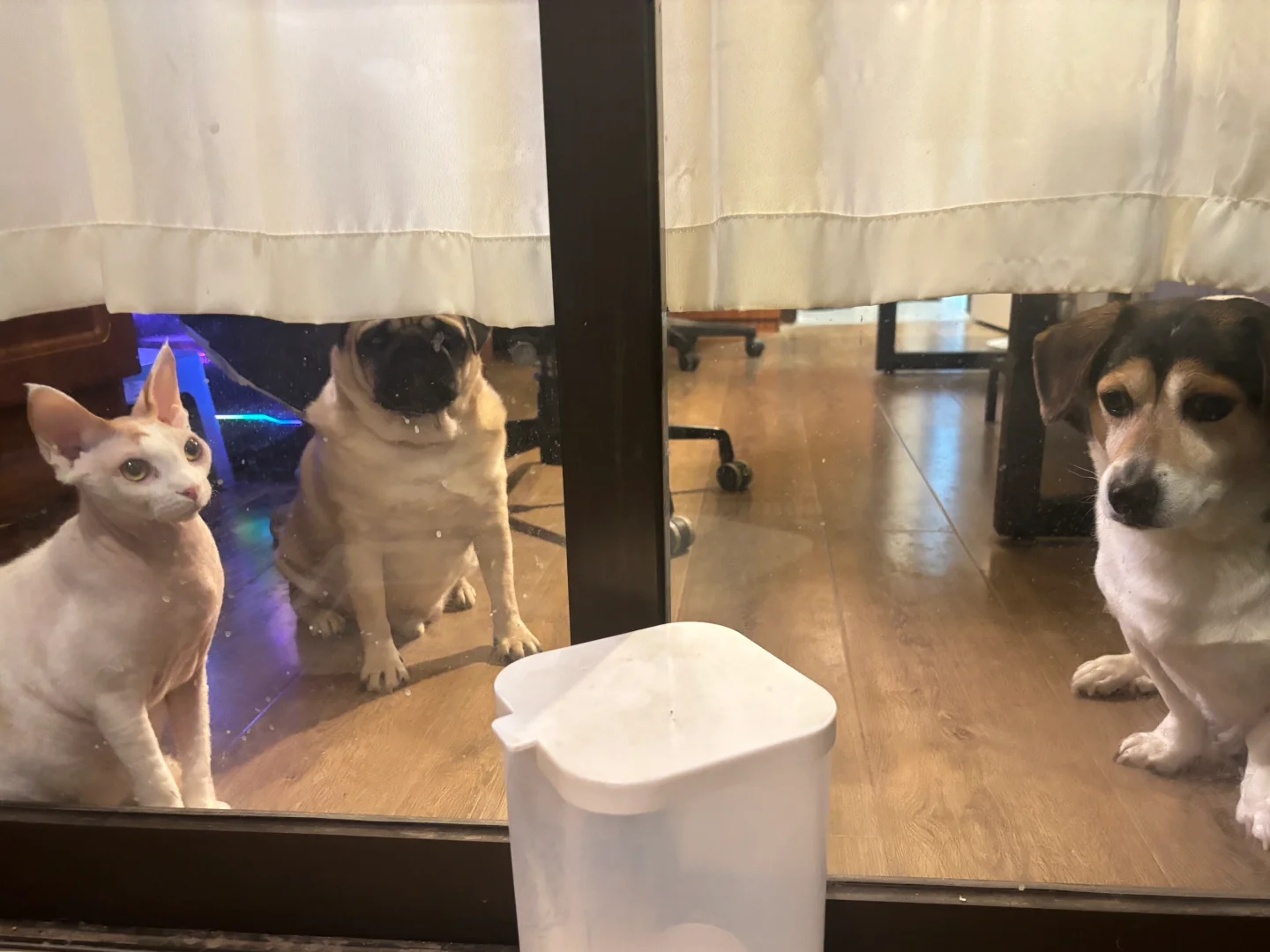 他们隔着玻璃看我打理仓鼠小笼
