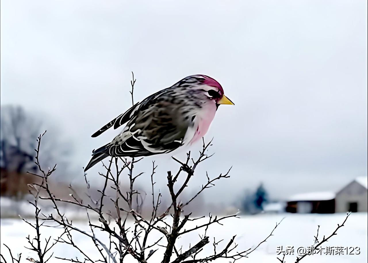 上联:前后为难(头条)
下联:左右逢援(原创)
(网图侵删)