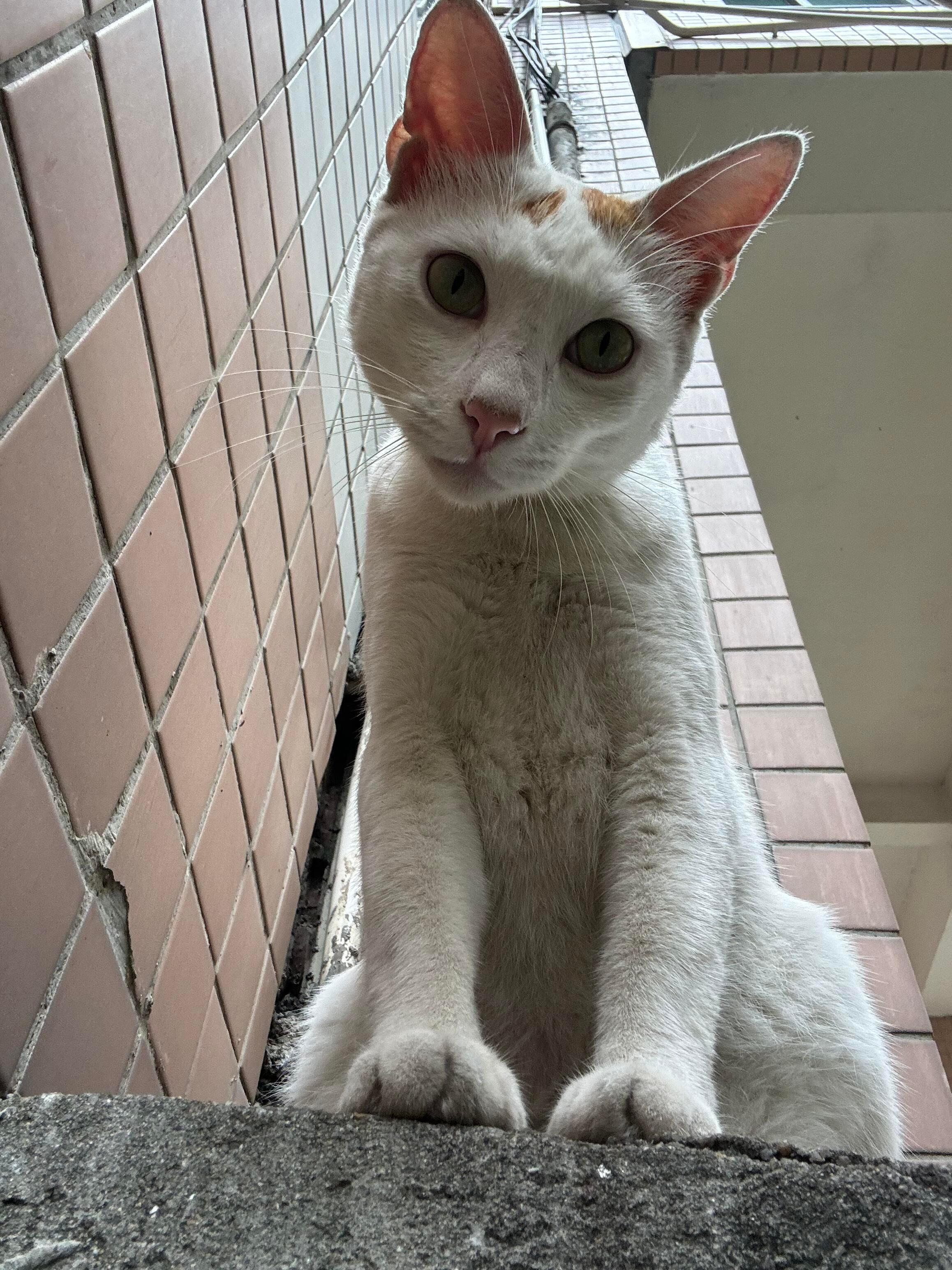 参天大猫 参见咪咪大王。动物奇遇记