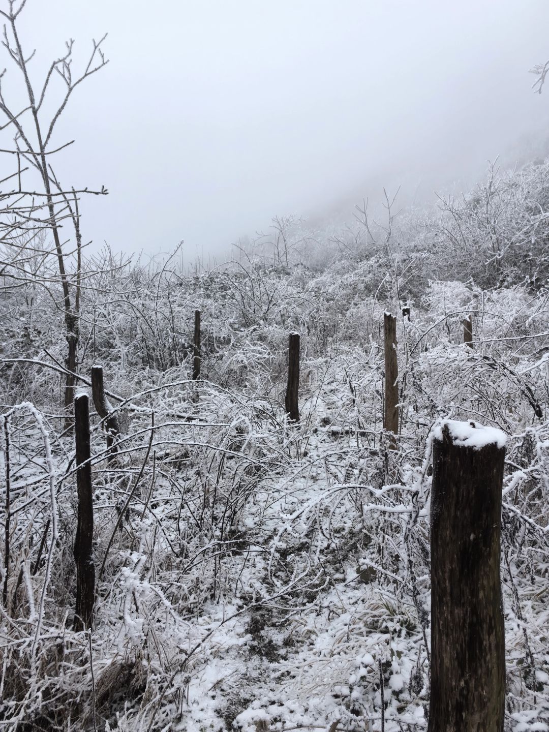 重庆徒步｜南川金佛山马尿水环线