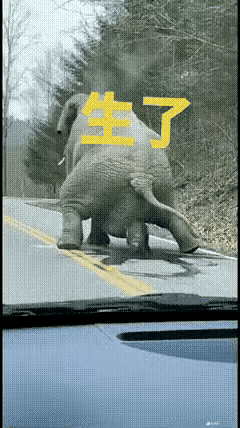 刚生下来就能走的动物，自然界还有谁？[震惊]
